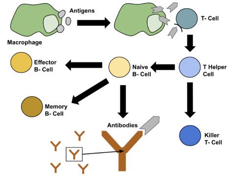 T Cells - Physiopedia