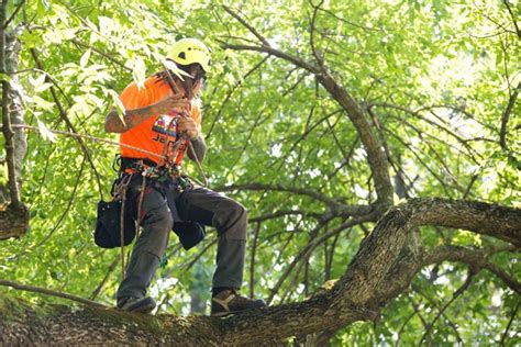 Arborist Test Their Skills at Tree Climbing | Wasatch Arborists