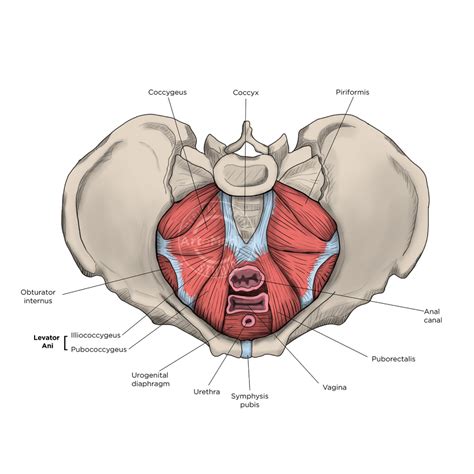 Pelvic floor basin (Superior View) - Artomedics Studio