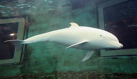 Albino Dolphin Was Stolen From The Ocean To Live In A Tiny, Chlorinated Tank For the love of ...