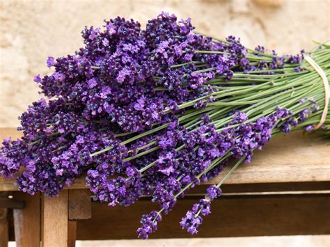 Lavender purple flowers - clubsmain