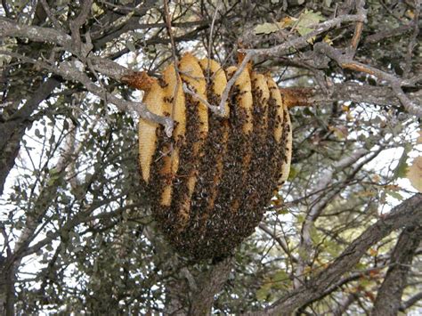 The Sun Hive: A Majestically Beautiful Bee Hive That Could Save The ...