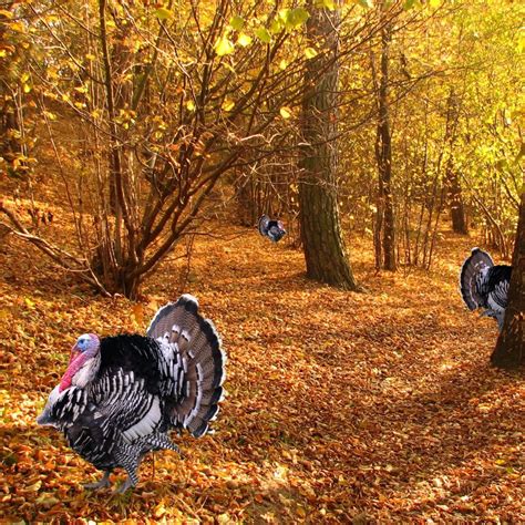 Thanksgiving HD Turkey Wallpapers - Wallpaper Cave