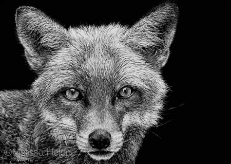 Pin on Scratchboard Wildlife Artwork