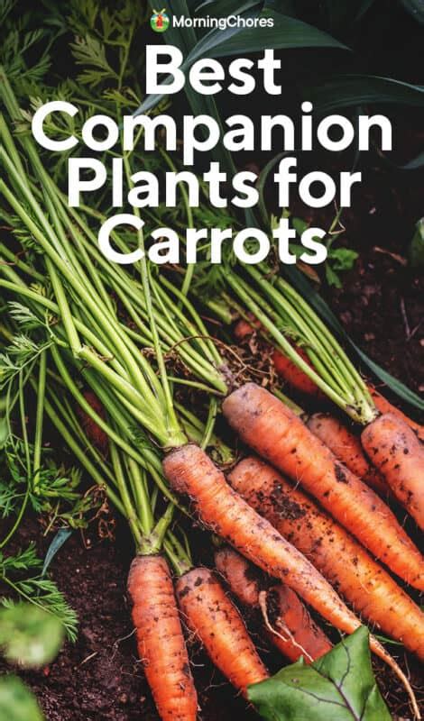 15 of the Best Companion Plants for Carrots (and Some to Avoid)