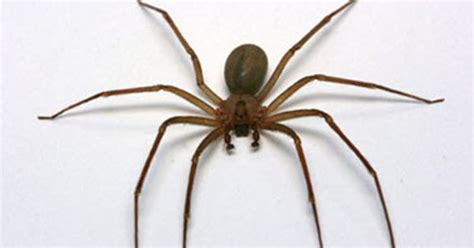 Brown recluse spider found in a Kansas City, Missouri, woman's ear