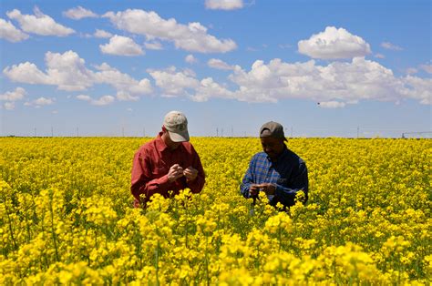 Find Out More About Benefits of Canola, Cover Crops