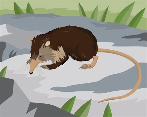 Cuban Solenodon - Facts, Diet, Habitat & Pictures on Animalia.bio