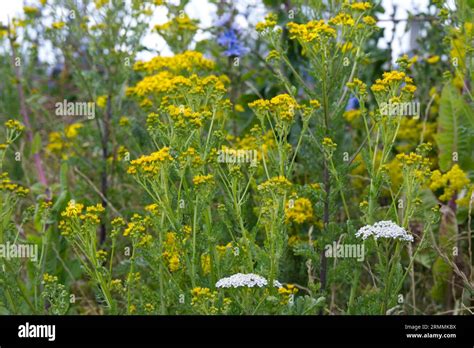 Ragwort, Senecio jacobaea, yarrow, viper's bugloss and other wild flowers on waste ground Calais ...