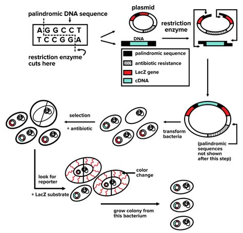 Biochemistry Lab Techniques for the MCAT: Everything You Need to Know — Shemmassian Academic ...