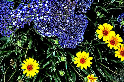 Purple And Yellow Flowers Free Stock Photo - Public Domain Pictures