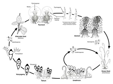 #208: Rust Diseases of Wheat – Fungus Fact Friday