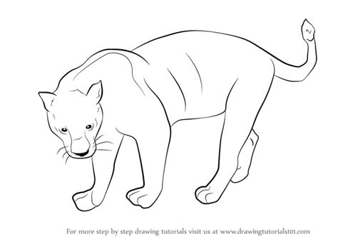 Learn How to Draw a Black Panther (Wild Animals) Step by Step : Drawing Tutorials