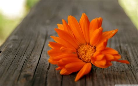 Beautiful Orange Flowers wallpaper | 1280x800 | #22567