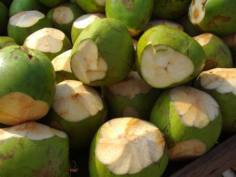 Green Coconuts, photos, #1328590 - FreeImages.com