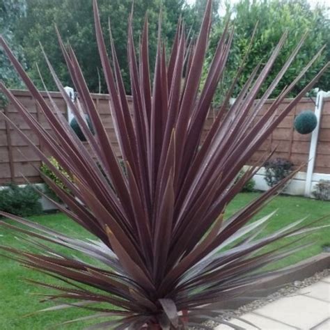 Cordyline Red Star - Cordyline Australis Red Star 140mm