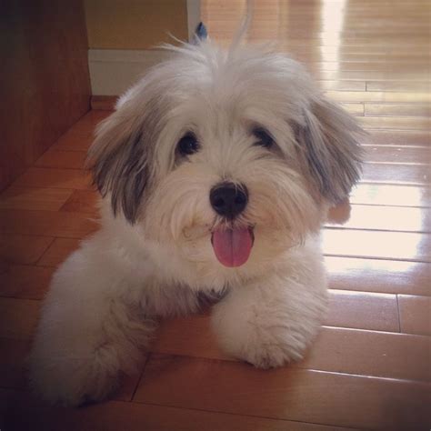 1000+ images about Havanese haircuts on Pinterest | Names, Central park ...