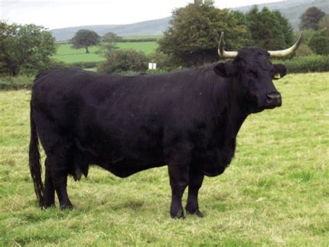 Cow Photos: Welsh Black