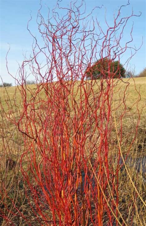 Scarlet Red Curly Willow Tree Live Plants Rare gardening and - Etsy