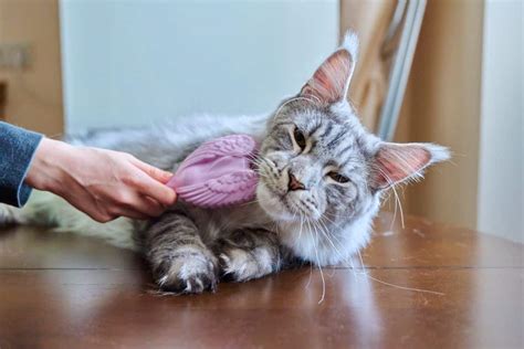 13 Best Brushes for Maine Coon Cats (Cat Tested) - MaineCoon.org