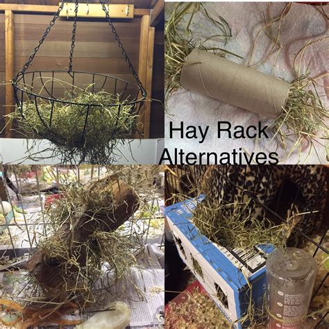 Brax The Guinea Pig: Hay rack Alternatives. DIY & Affordable.