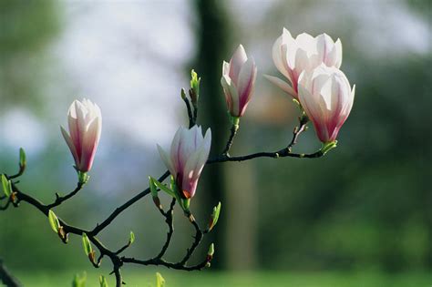 Saucer Magnolia Flowers Photograph by Terry Mead/science Photo Library ...