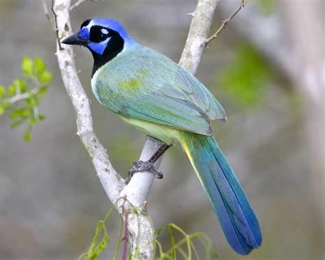 Green Jay | Audubon Field Guide Audubon Society, Field Guide, Blue Jay, Wonderful Places ...