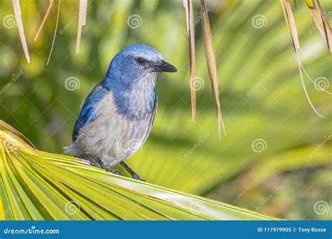 Florida Scrub Jay stock image. Image of outdoors, wildlife - 117979905