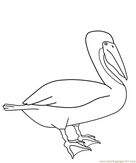 Brown Pelican Drawing at GetDrawings | Free download