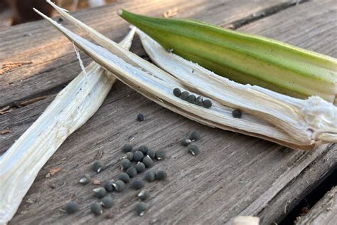 How to Save Okra Seeds Successfully - Audrey's Little Farm