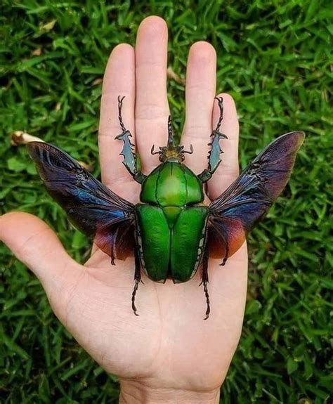 Pin by sciutoabby on Flora&Fauna | Beautiful bugs, Bugs and insects, Beetle