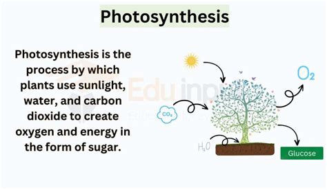 Photosynthesis-Process, Factors, Formula, Adaptations