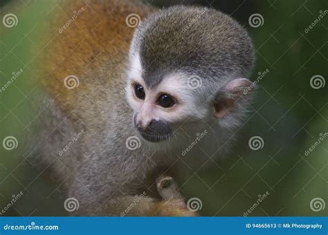 Titi Monkey stock image. Image of manual, costa, banana - 94665613