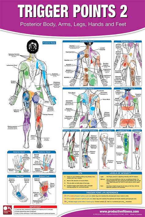 Massage Back Muscle Chart : Muscles Of The Lumbar Spine Of The Trunk / Neuromuscular therapy ...