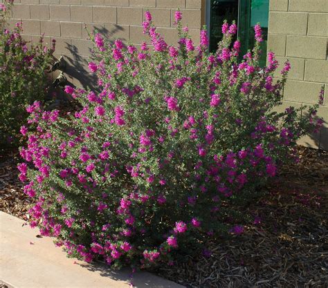 Turn Your Boring Green 'Ball' Into a Beautiful, Flowering Shrub - Ramblings from a Desert Garden