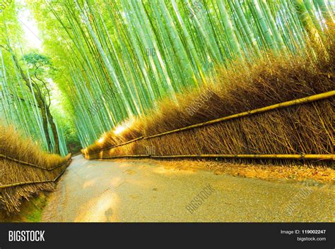 Arashiyama Bamboo Image & Photo (Free Trial) | Bigstock