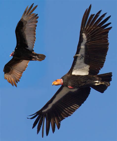 About - California Condors (U.S. National Park Service)