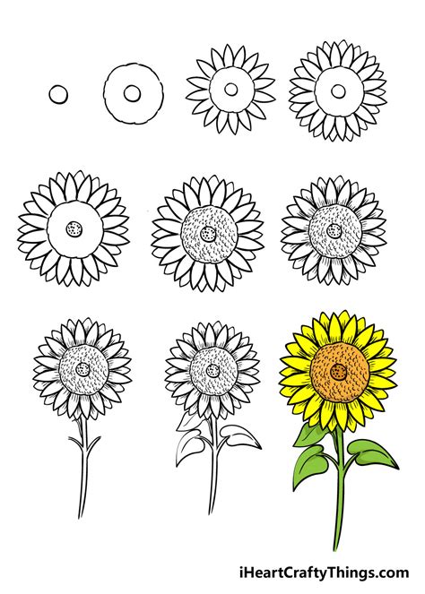 How To Draw A Sunflower Step By With Pencil Easy | Best Flower Site