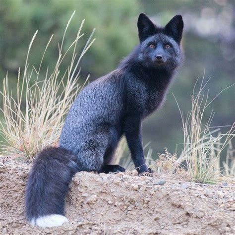 17 Best images about Black Fox on Pinterest | Silver foxes, Black ...