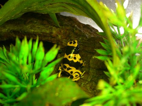 Dendrobates 049 | This is a poison dart frog from the specie… | Flickr