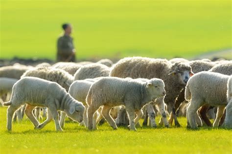 God Leads Like a Shepherd