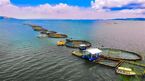 What is Fish Farming? and Why Does it Matter? - The Oyster Encyclopedia