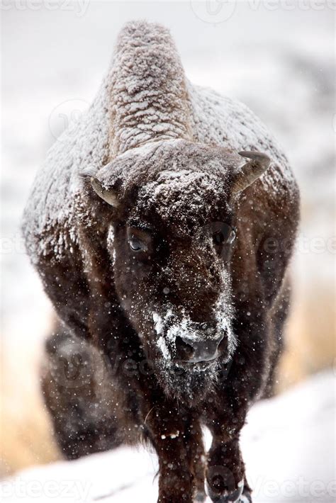 Bison Snow Storm 5905579 Stock Photo at Vecteezy