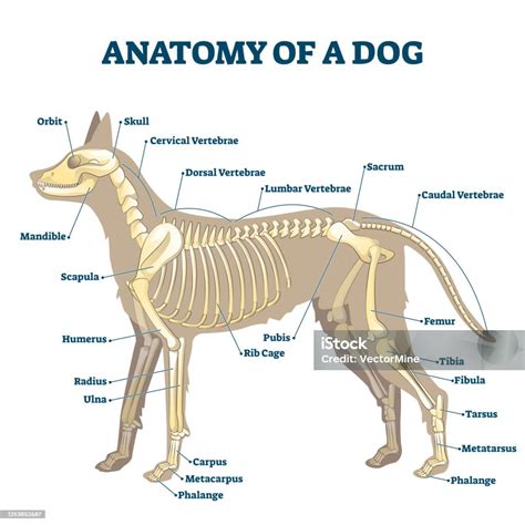 Anatomy Of Dog Skeleton With Labeled Inner Bone Scheme Vector Illustration Stock Illustration ...