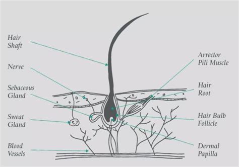 The Hair Structure - Hair Guide