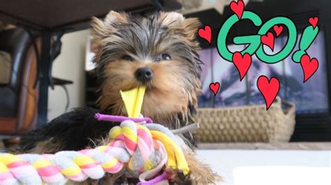 Yorkie puppy playing - YouTube