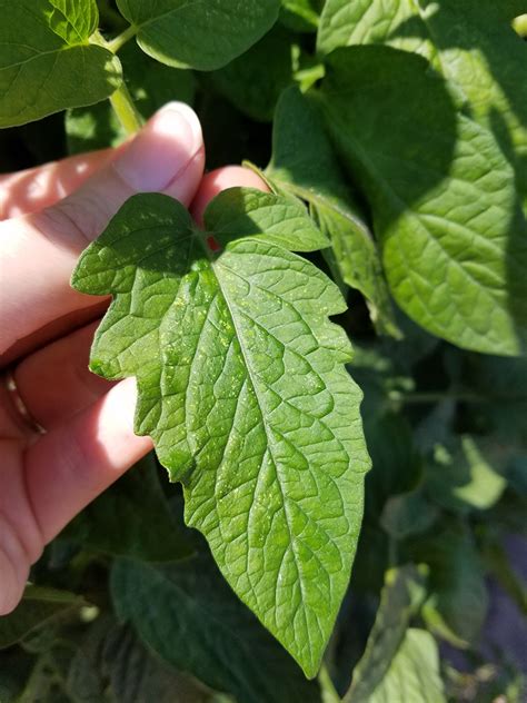 tomato leaf with spider mite damage - Entomology Today