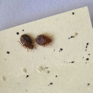 Bed Bug Eggs On Sheets