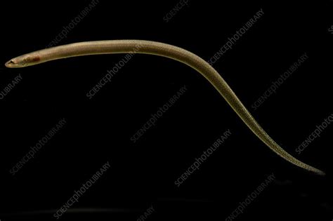 Juvenile Marbled Swamp Eel (Synbranchus marmoratus) - Stock Image ...