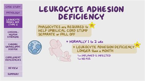 Leukocyte Adhesion Deficiency